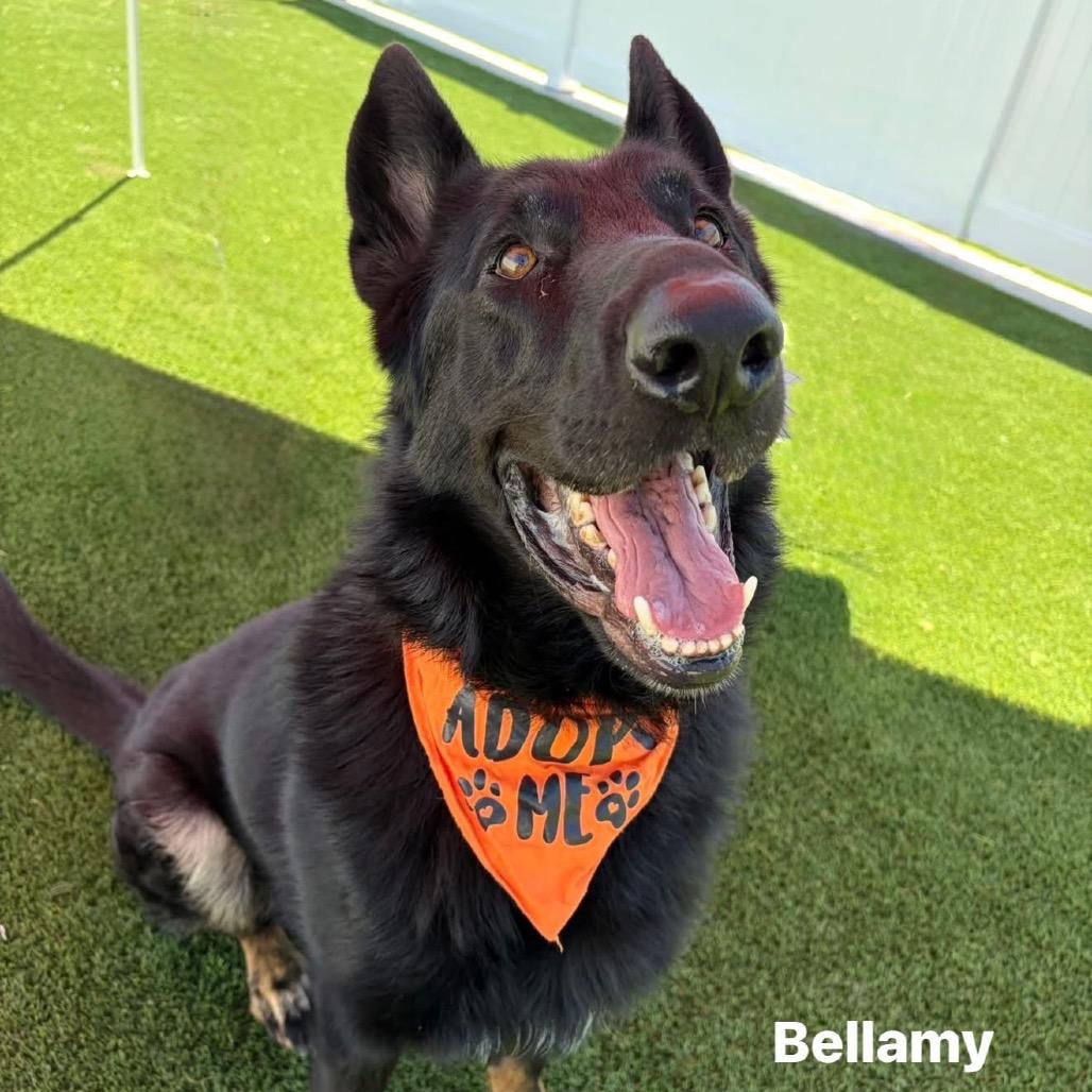 Enlarge Bellamy, a Adoptable German Shepherd Dog in Peculiar, MO image 1/6