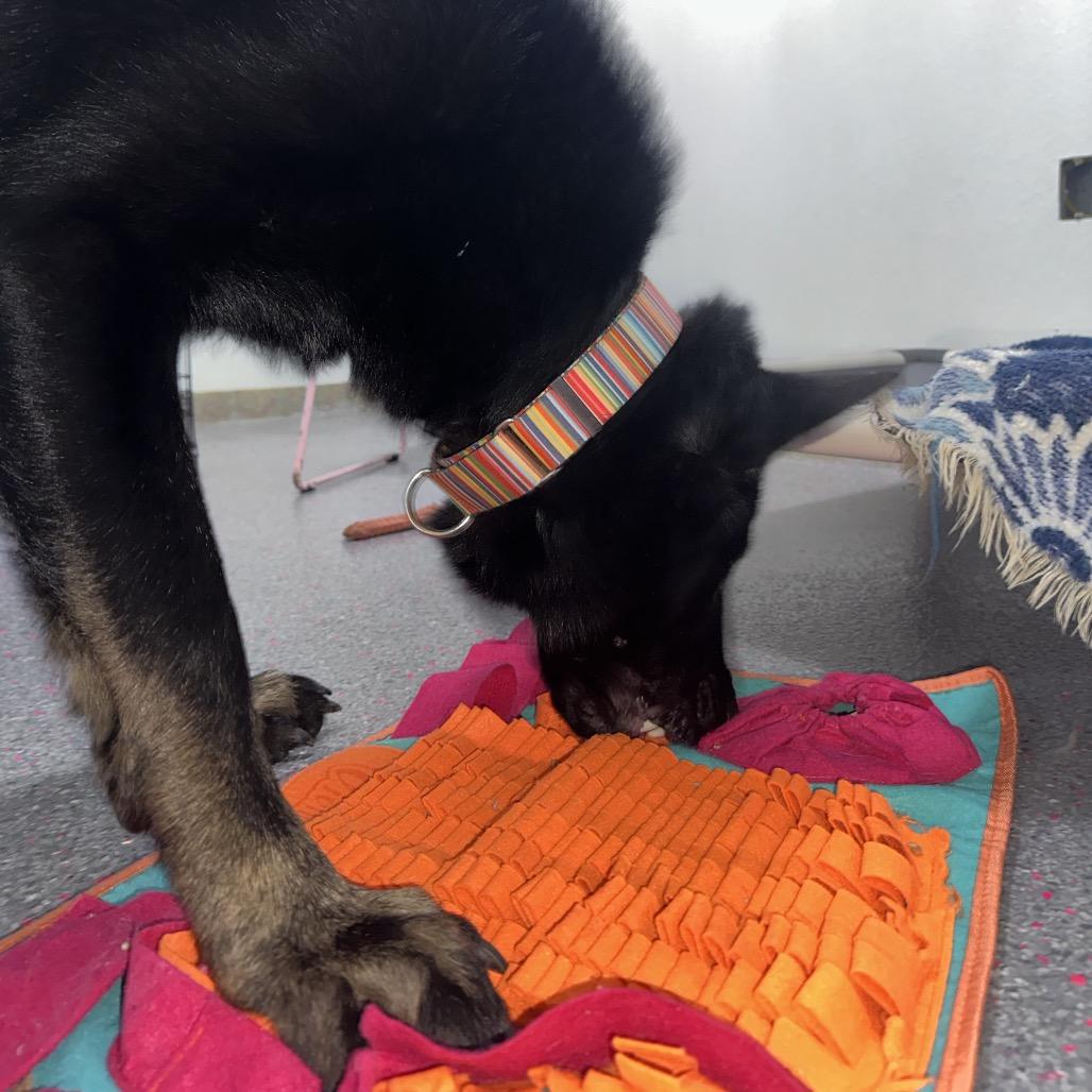 Bellamy, Adoptable, Adult Male German Shepherd Dog.