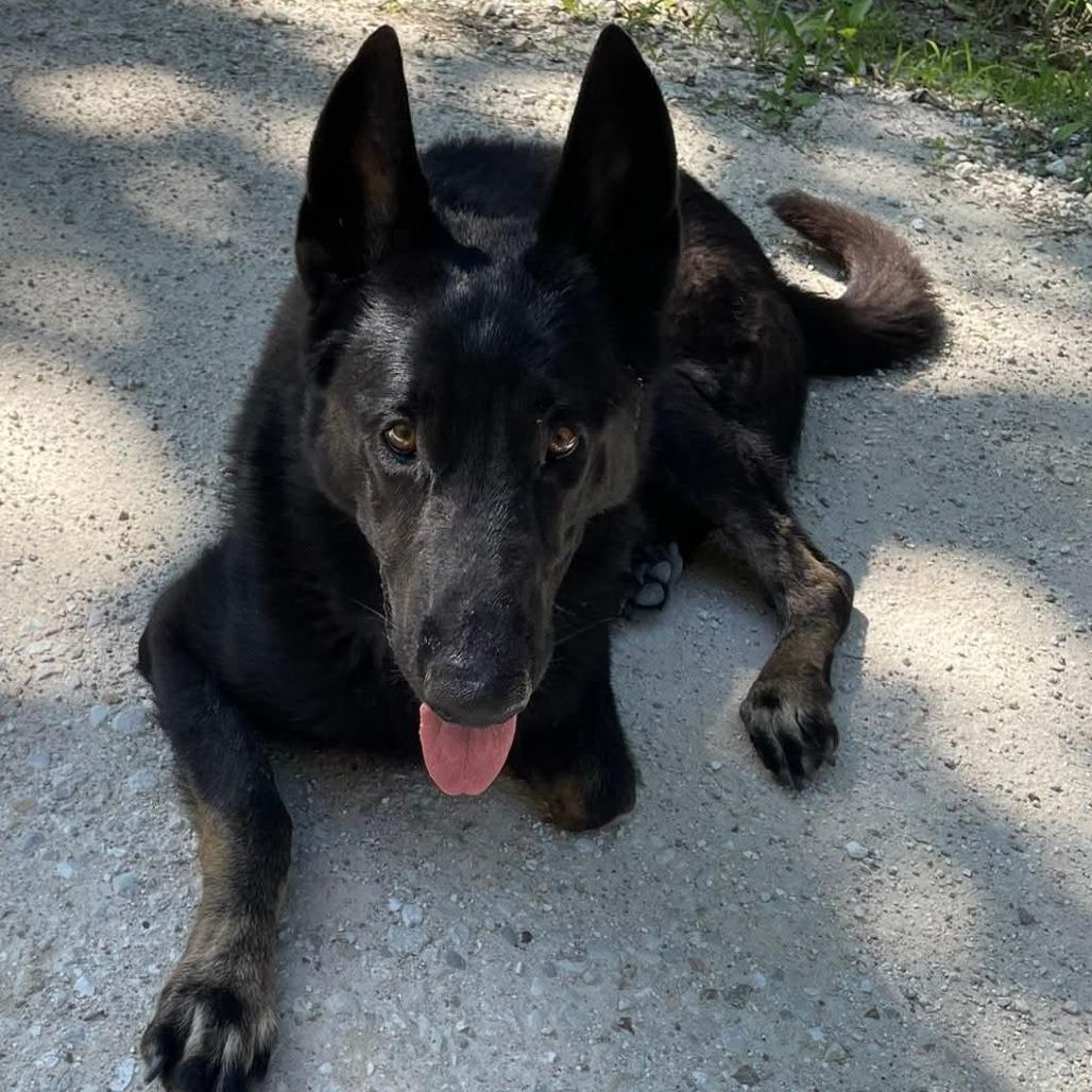 Enlarge Bellamy, a Adoptable German Shepherd Dog in Peculiar, MO image 2/6