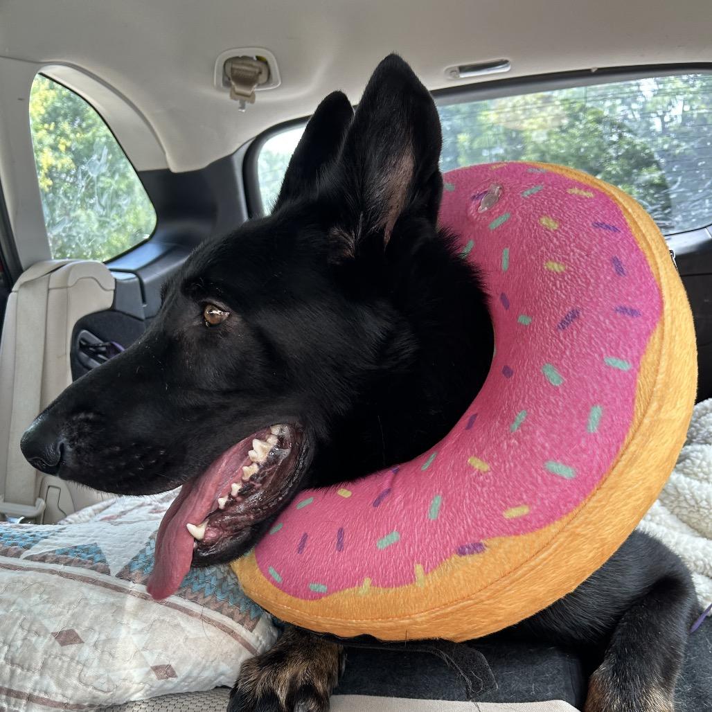 Enlarge Bellamy, a Adoptable German Shepherd Dog in Peculiar, MO image 3/6