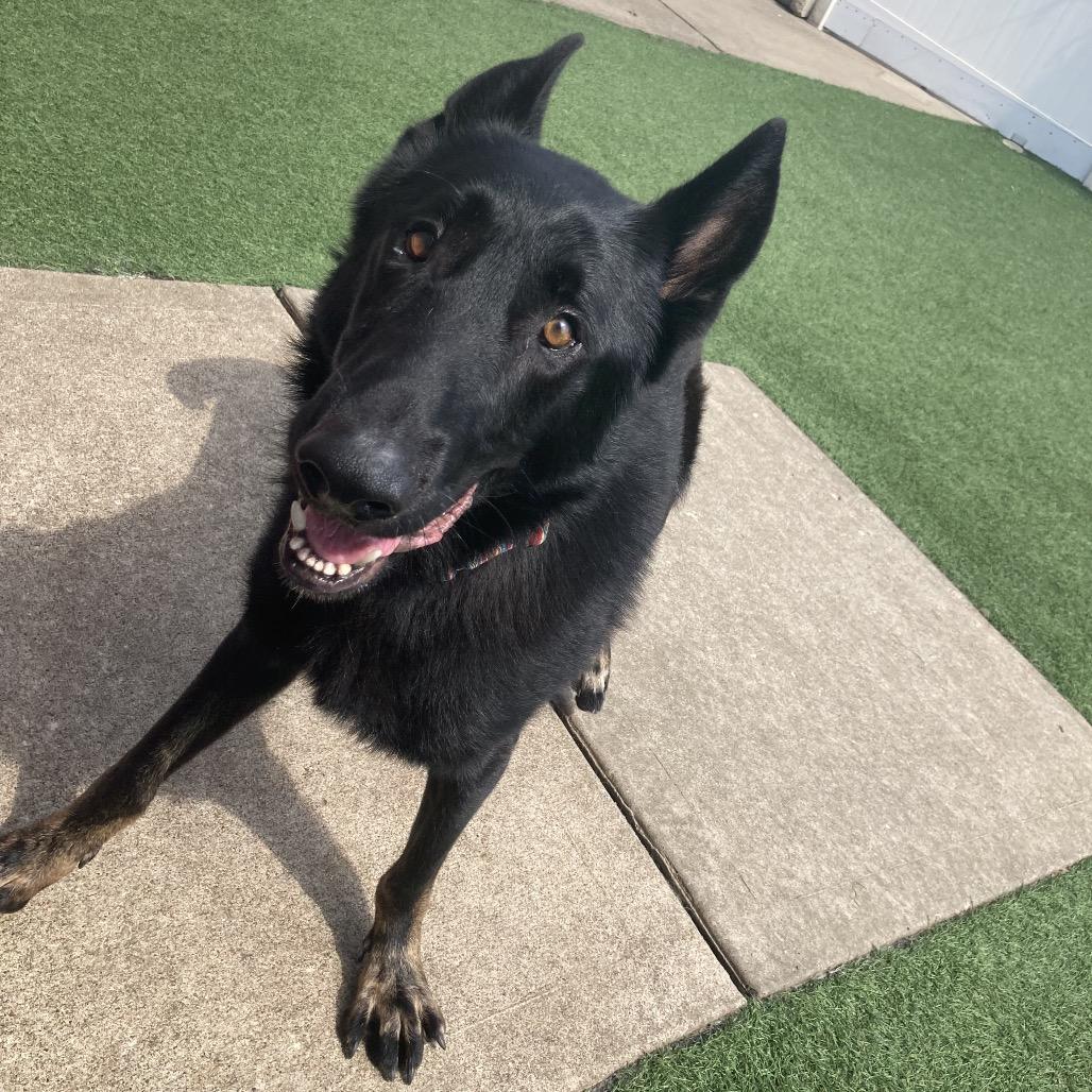 Enlarge Bellamy, a Adoptable German Shepherd Dog in Peculiar, MO image 4/6