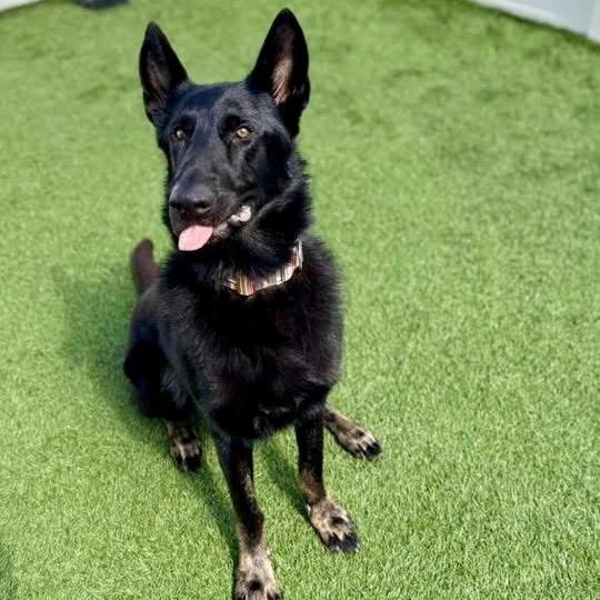 Enlarge Bellamy, a Adoptable German Shepherd Dog in Peculiar, MO image 5/6