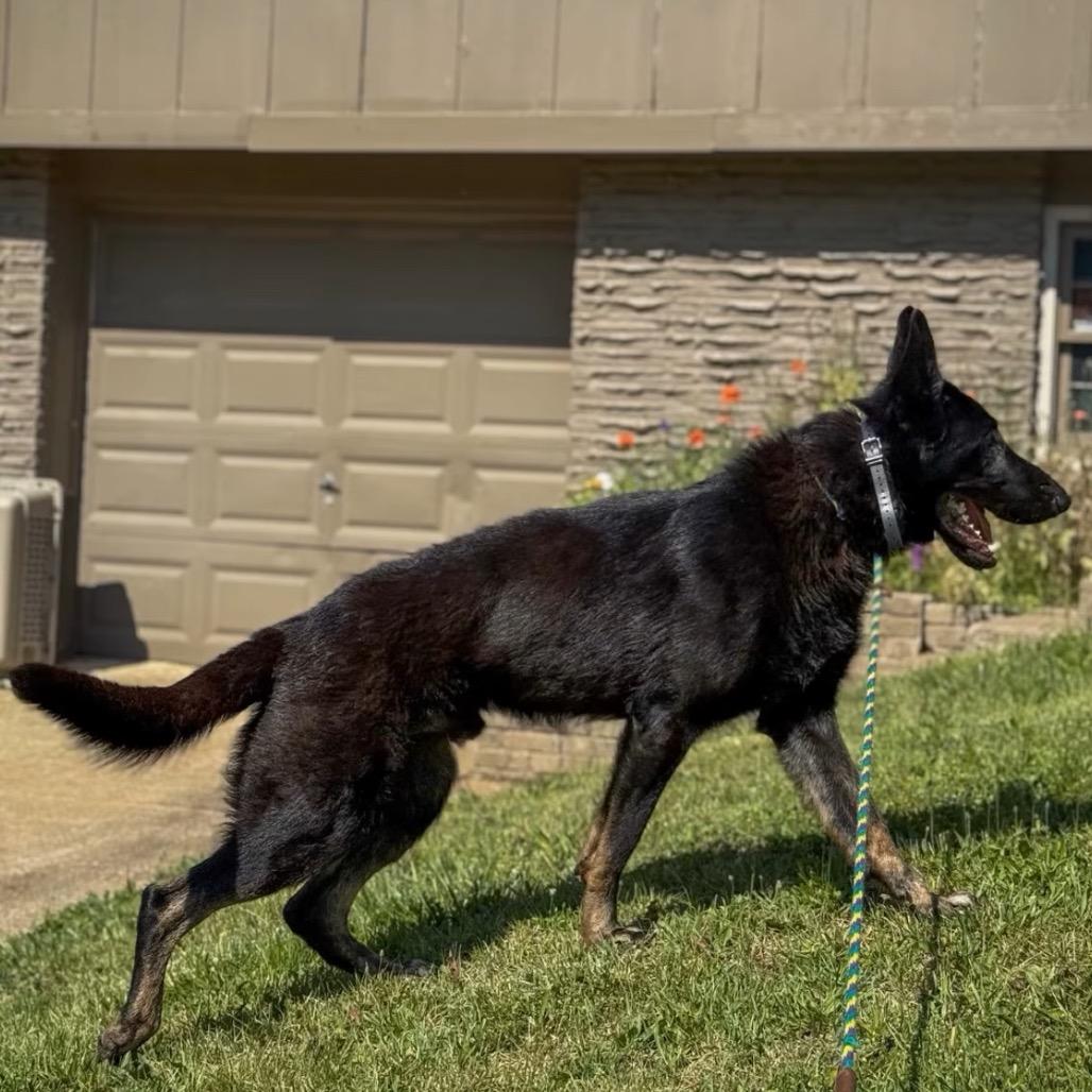 Bellamy, Adoptable, Adult Male German Shepherd Dog.