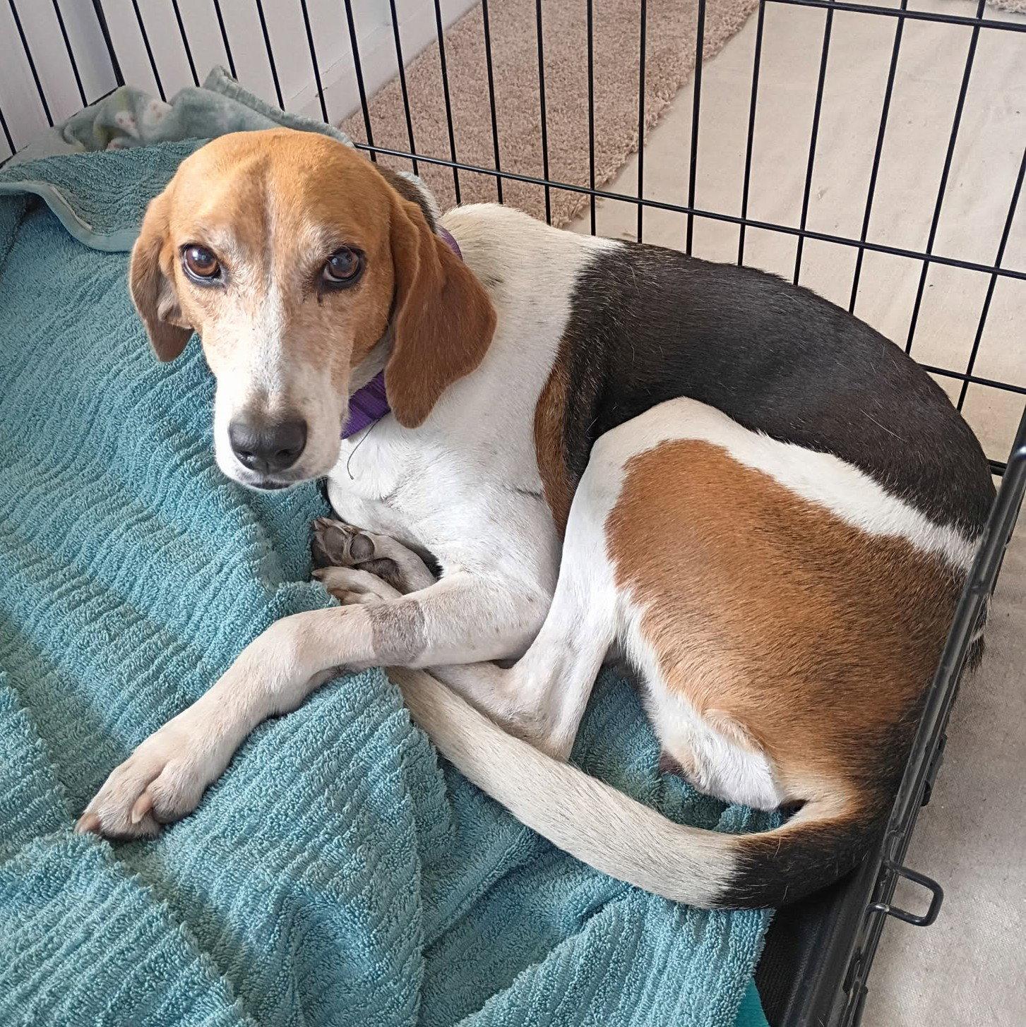 Laurel, a Adoptable mixed breed in Dunnellon, FL image 2/3