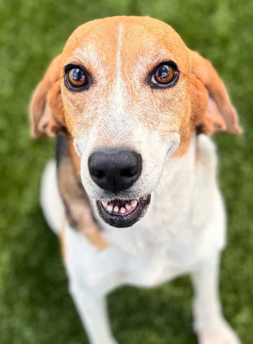 Laurel, a Adoptable mixed breed in Dunnellon, FL image 3/3