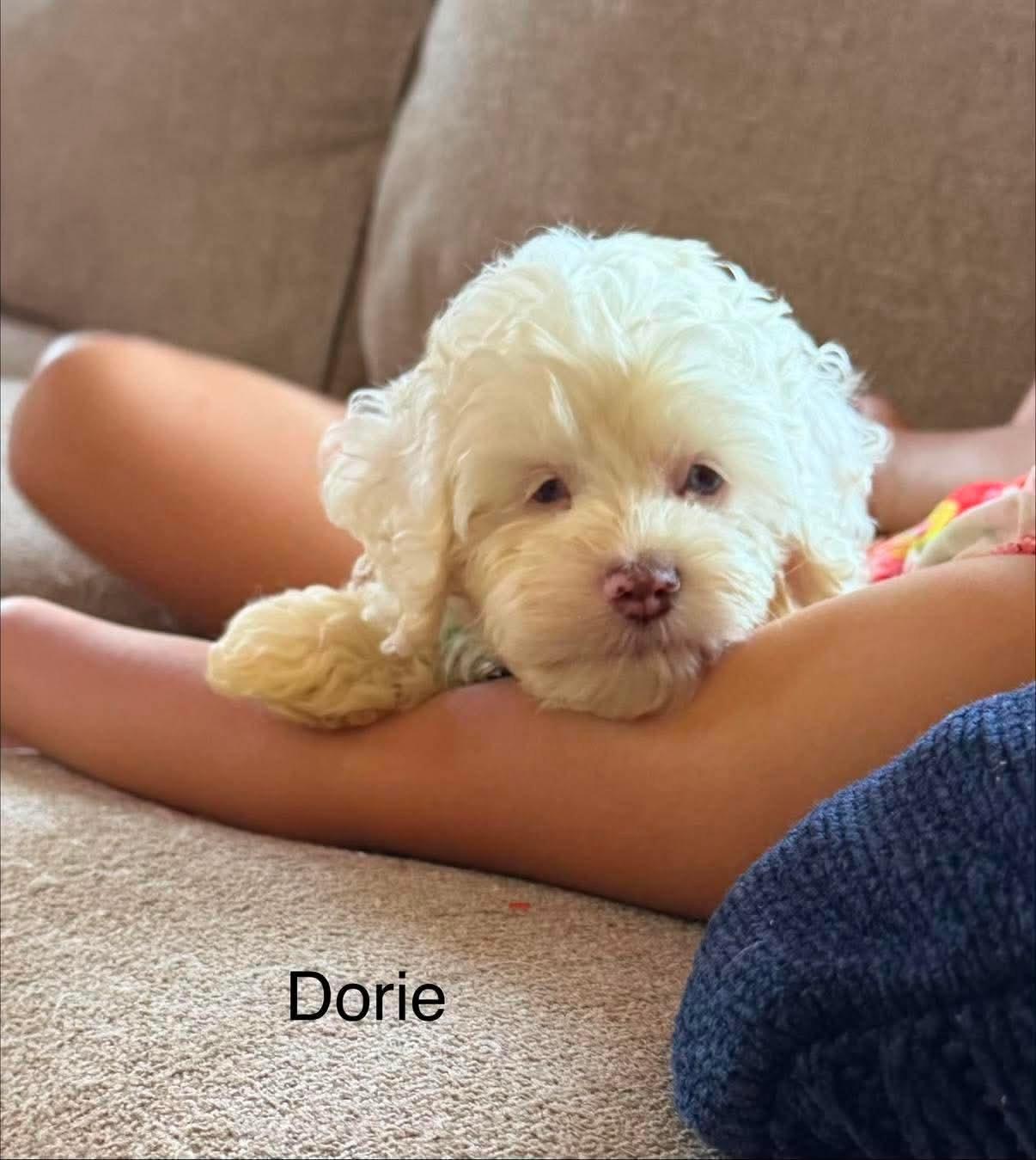 Enlarge Dorie, a ADOPTABLE Cockapoo in St. Clairsville, OH image 1/2