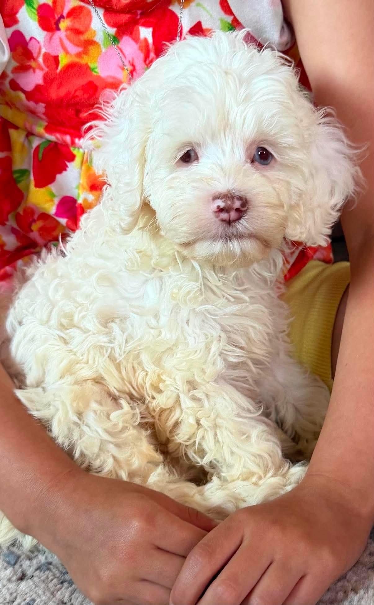 Enlarge Dorie, a ADOPTABLE Cockapoo in St. Clairsville, OH image 2/2