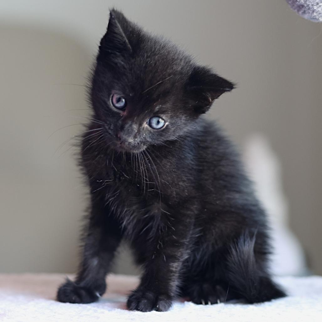 Delta, a Adoptable Domestic Short Hair in Calgary, AB image 1/6