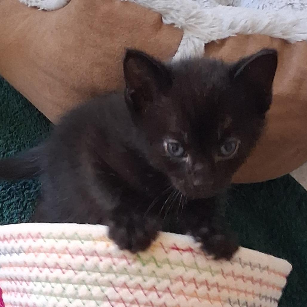 Delta, a Adoptable Domestic Short Hair in Calgary, AB image 2/6