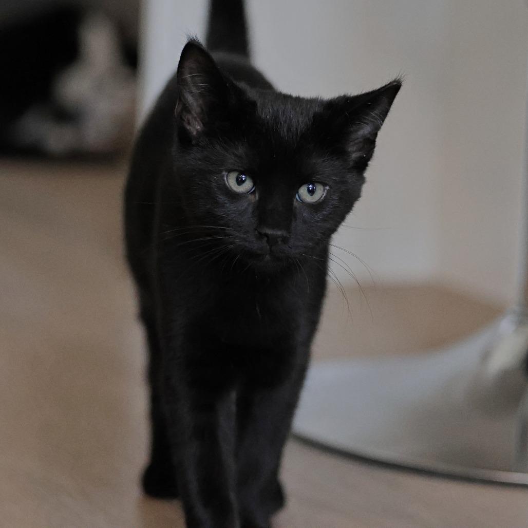 Delta, a Adoptable Domestic Short Hair in Calgary, AB image 3/6