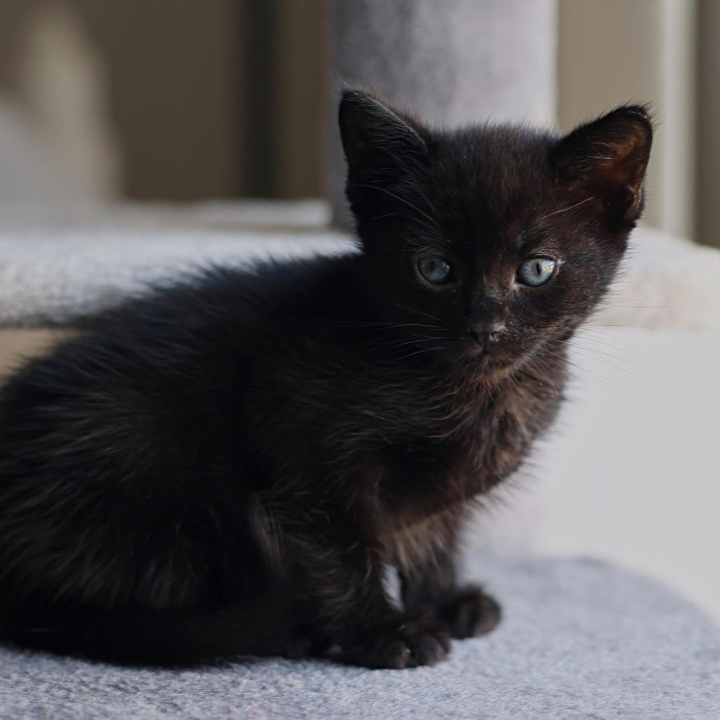 Delta, a Adoptable Domestic Short Hair in Calgary, AB image 4/6