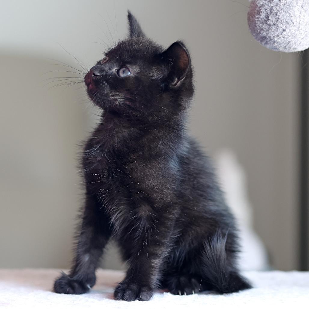 Delta, a Adoptable Domestic Short Hair in Calgary, AB image 5/6