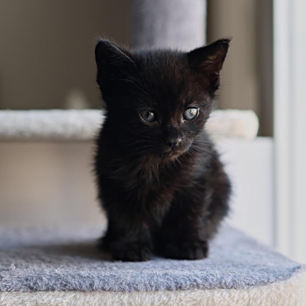 Delta, a Adoptable Domestic Short Hair in Calgary, AB image 6/6