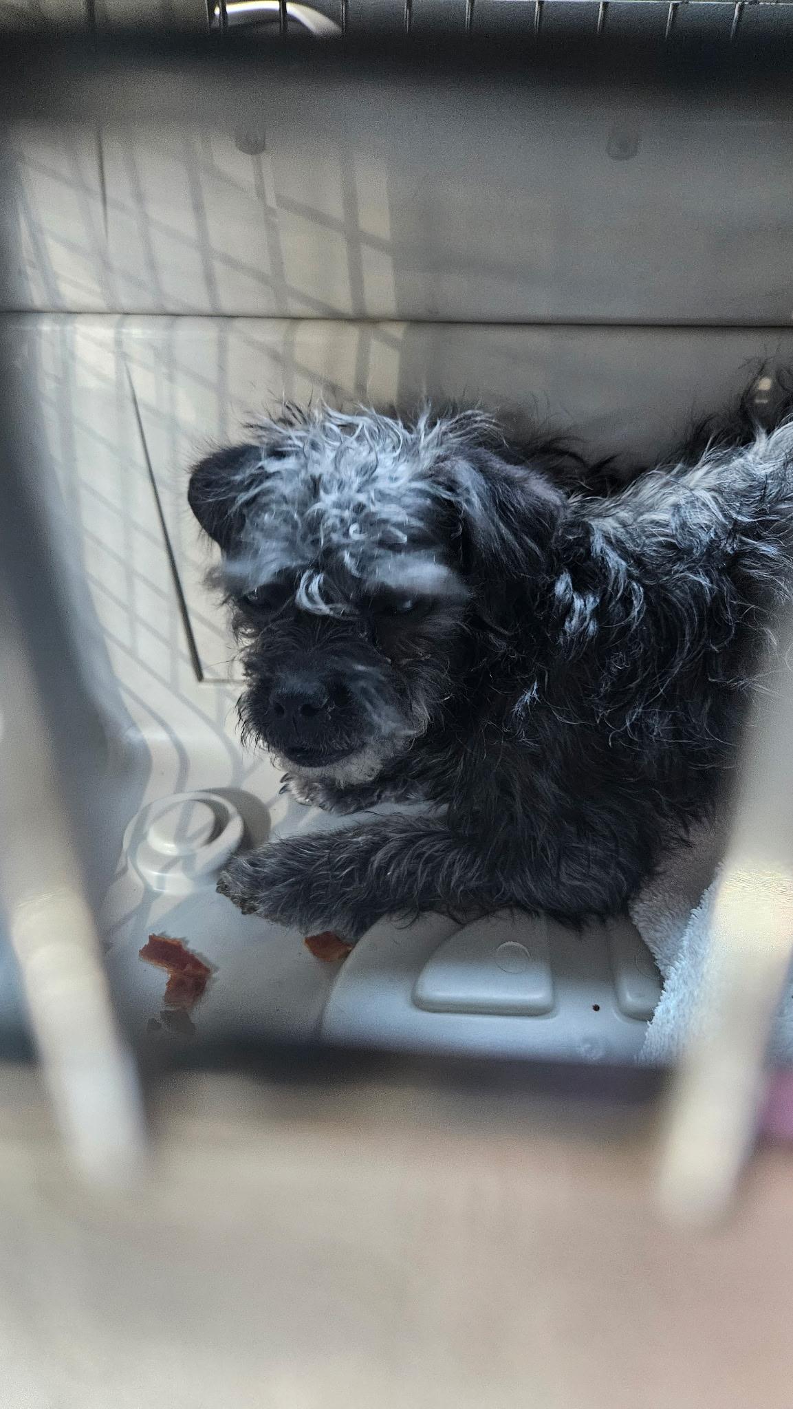 Enlarge LUCE, an adopted Terrier in Las Vegas, NV image 4/4