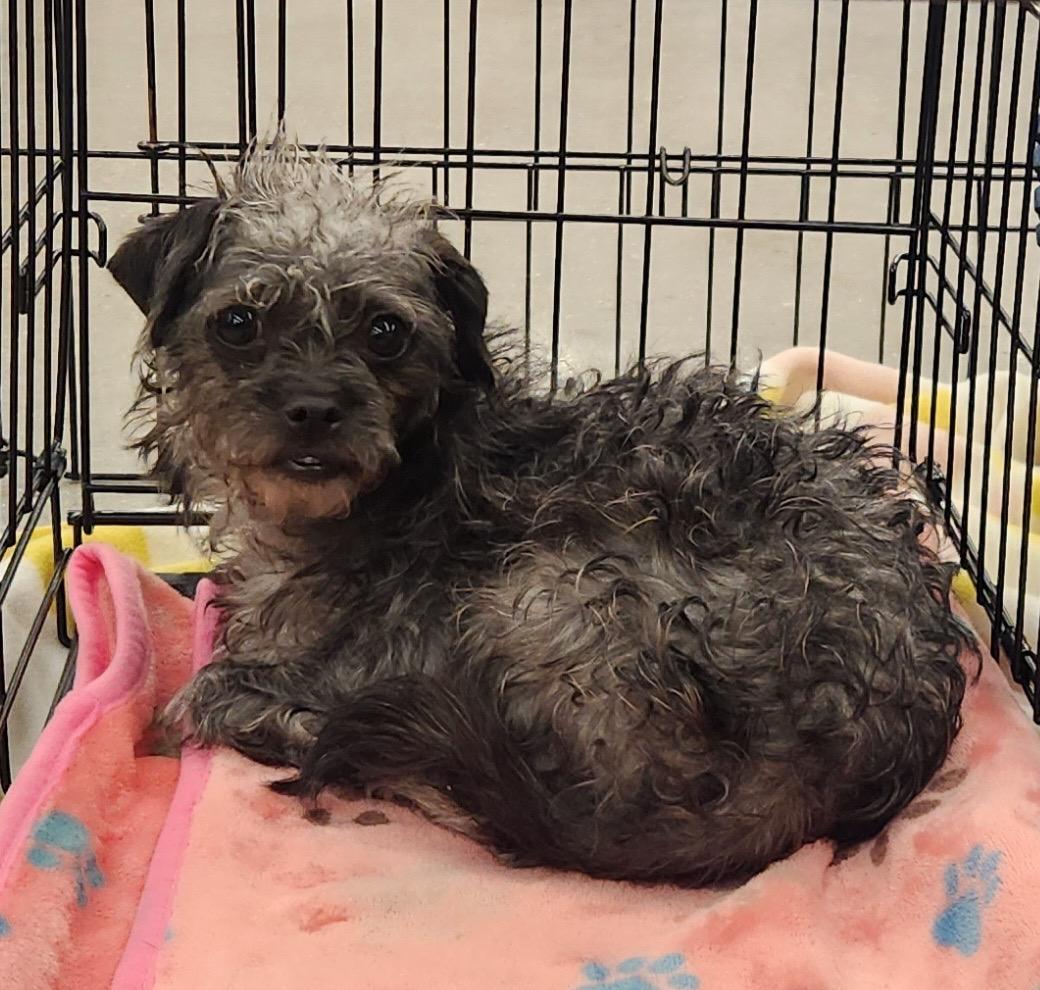 LUCE, adopted, Young Female Terrier.
