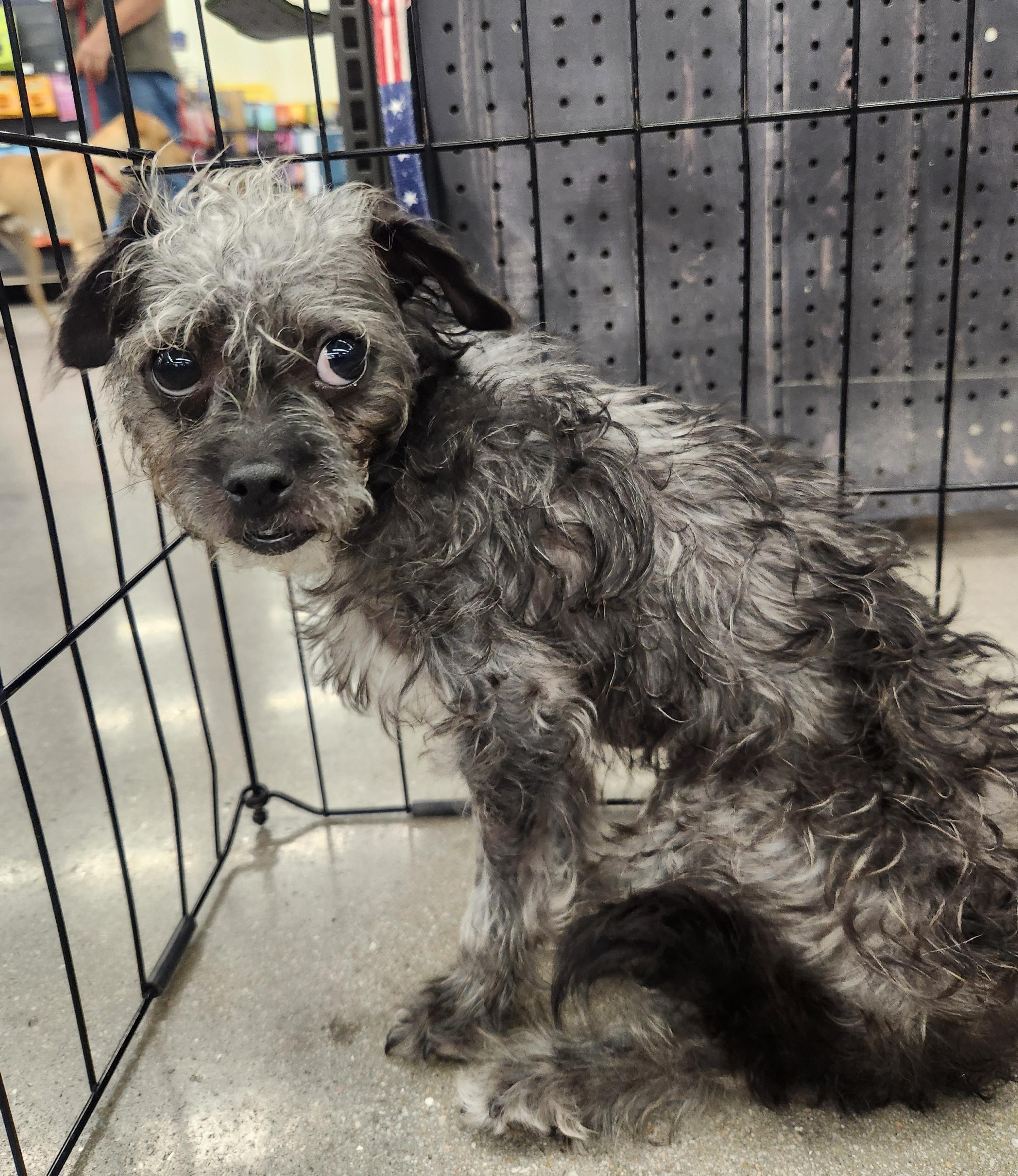 Enlarge LUCE, an adopted Terrier in Las Vegas, NV image 3/4