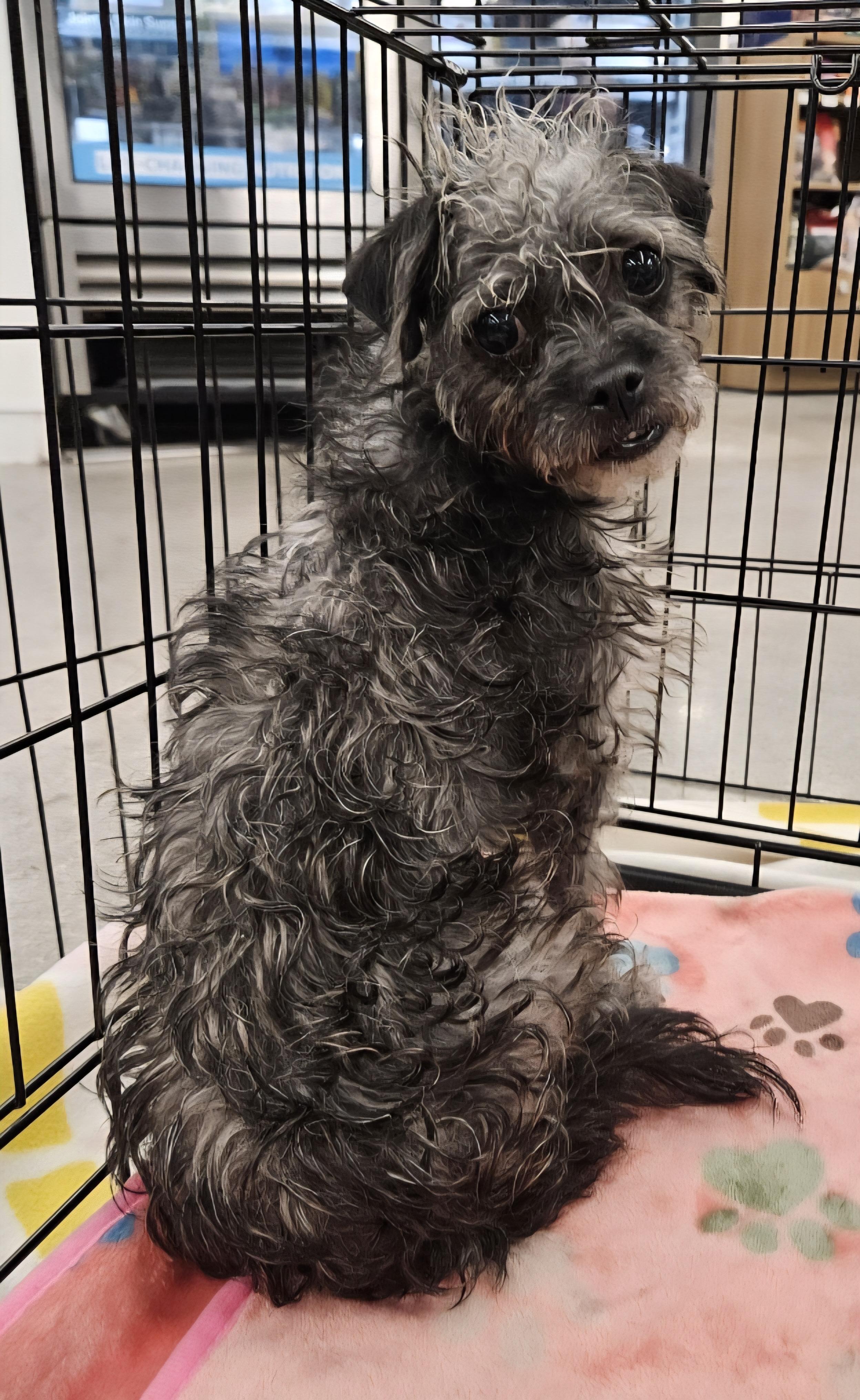 Enlarge LUCE, an adopted Terrier in Las Vegas, NV image 2/4