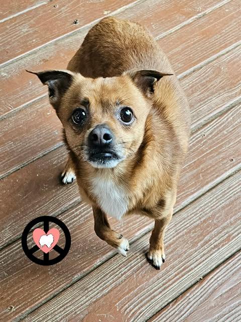 Socks, Adoptable, Adult Male Chihuahua & Jack Russell Terrier.