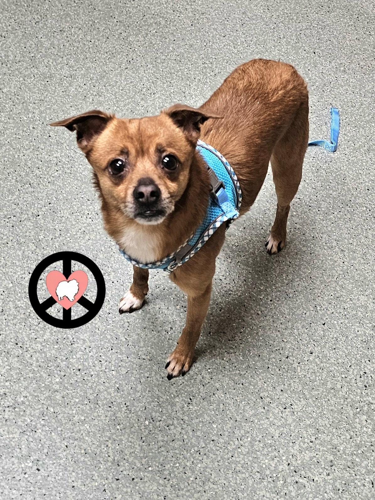 Enlarge Socks, a Adoptable mixed breed in Lebanon, PA image 3/3