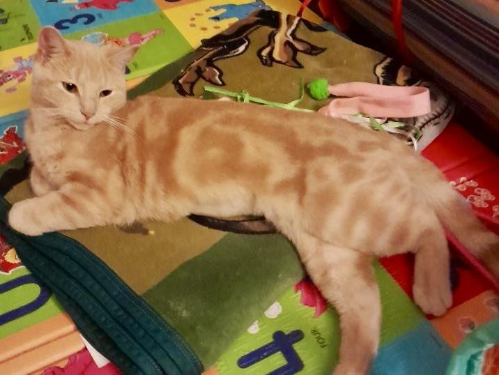 Parfait, ADOPTABLE, Young Female Domestic Short Hair.