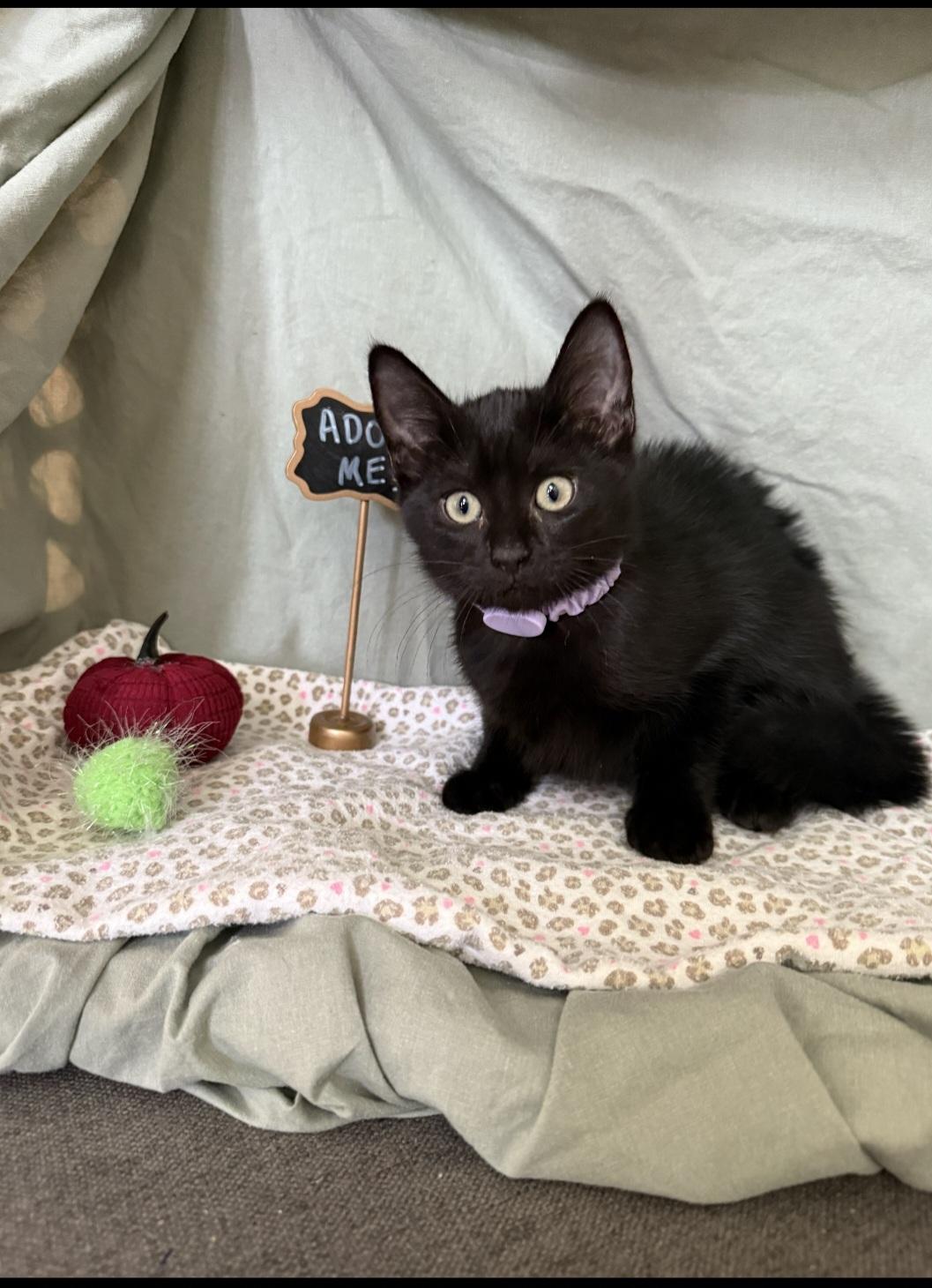 Enlarge Dareia  OR14100-T, a Adoptable mixed breed in Beaverton, OR image 1/6