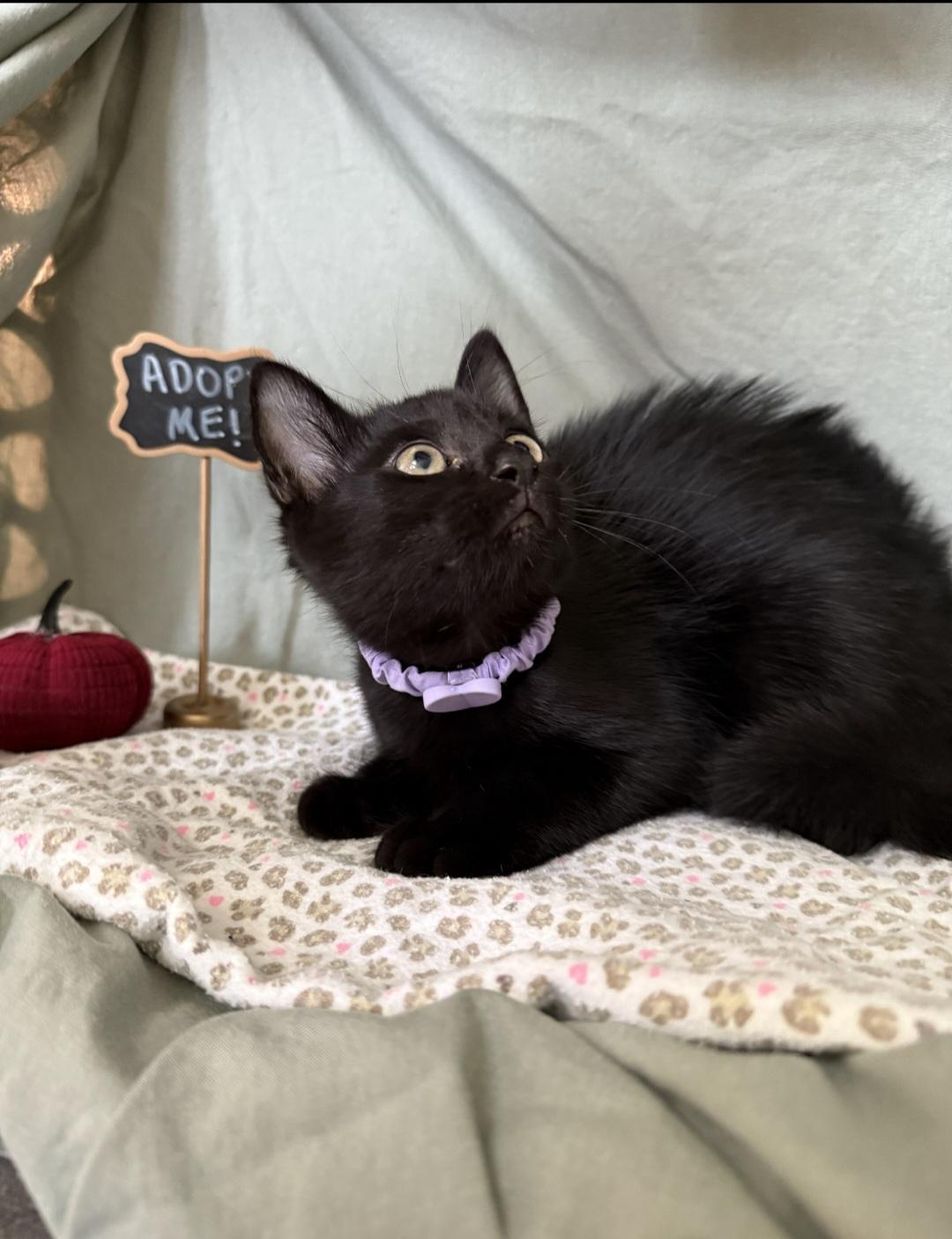 Enlarge Dareia  OR14100-T, a Adoptable mixed breed in Beaverton, OR image 2/6