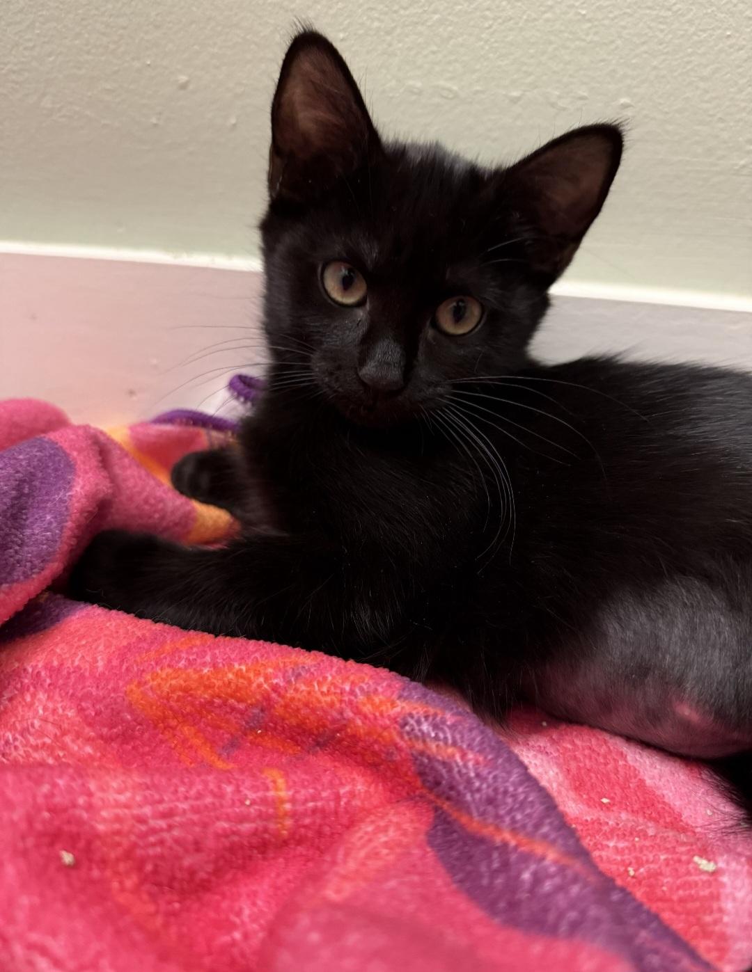 Enlarge Dareia  OR14100-T, a Adoptable mixed breed in Beaverton, OR image 3/6