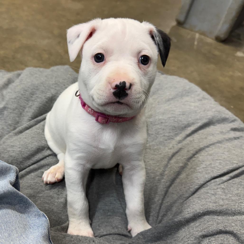 Patches, Adoptable, Puppy Female Havanese & Pit Bull Terrier.