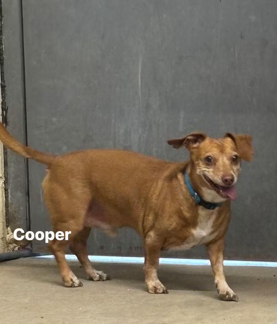 Enlarge Cooper, a Adoptable Chiweenie in Glenpool, OK image 1/1