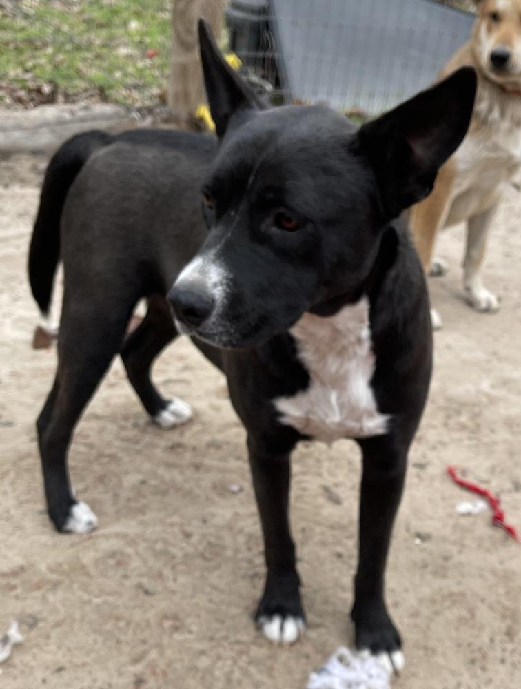 Fallon, Adoptable, Puppy Female Border Collie & Terrier.