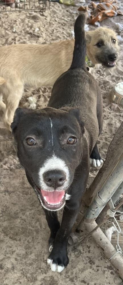 Enlarge Fallon, a Adoptable mixed breed in Seguin, TX image 3/6