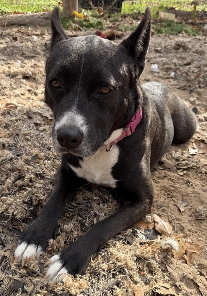 Enlarge Fallon, a Adoptable mixed breed in Seguin, TX image 4/6