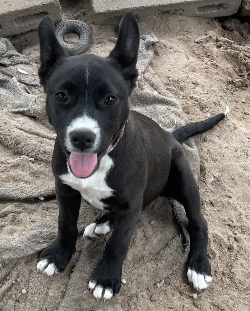 Enlarge Fallon, a Adoptable mixed breed in Seguin, TX image 5/6