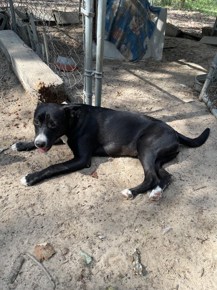 Enlarge Fallon, a Adoptable mixed breed in Seguin, TX image 6/6