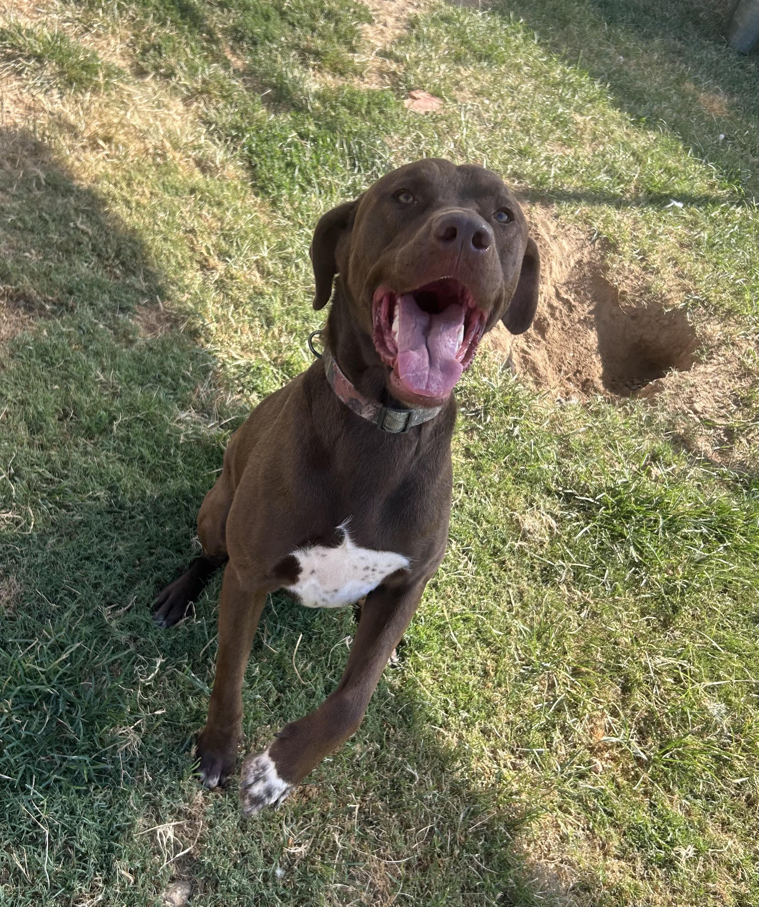 Chop, a ADOPTABLE mixed breed in Siloam Springs, AR image 5/5