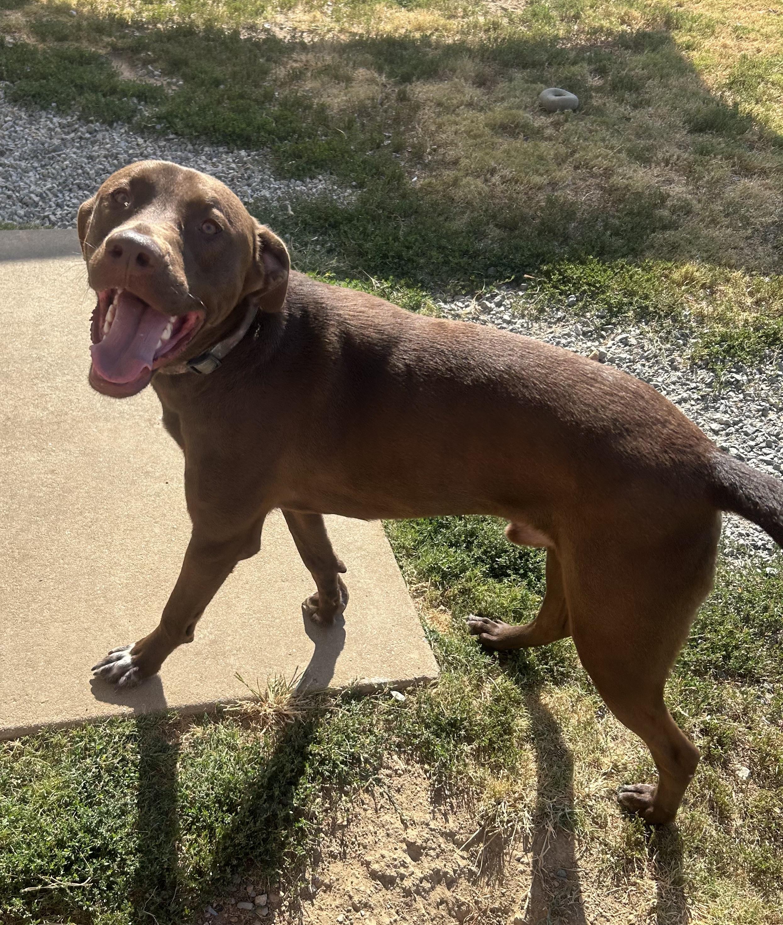 Chop, a ADOPTABLE mixed breed in Siloam Springs, AR image 4/5