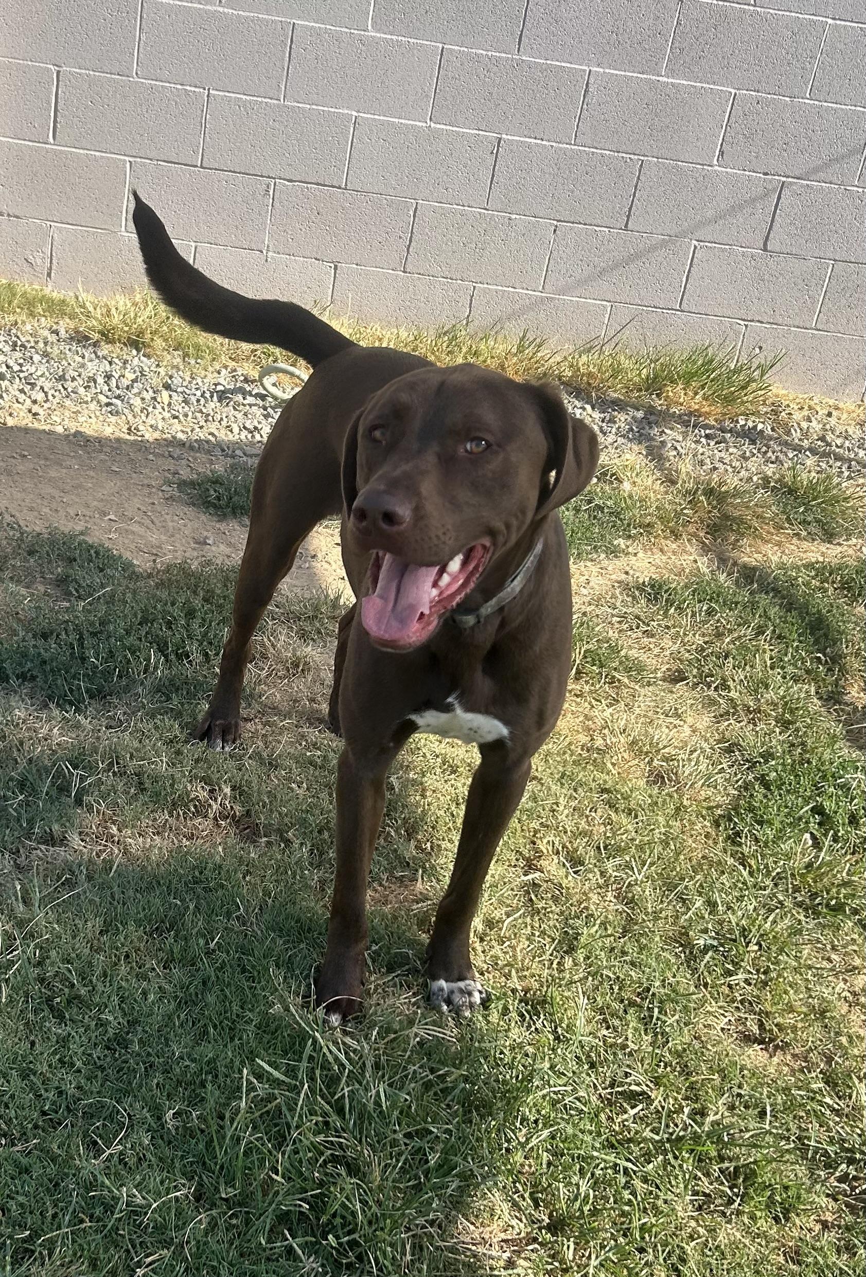 Chop, ADOPTABLE, Adult Male Chocolate Labrador Retriever.