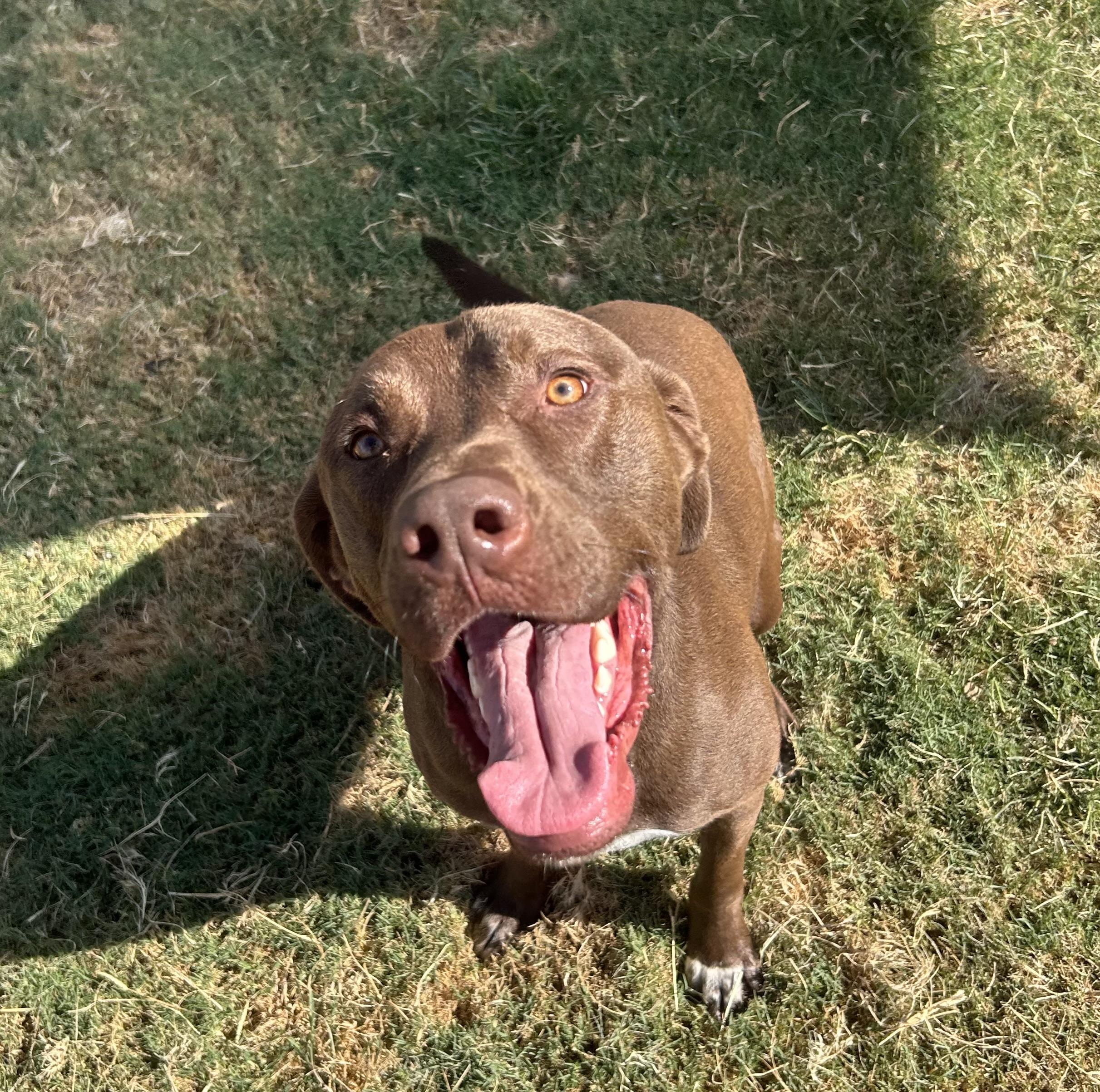 Chop, a ADOPTABLE mixed breed in Siloam Springs, AR image 2/5