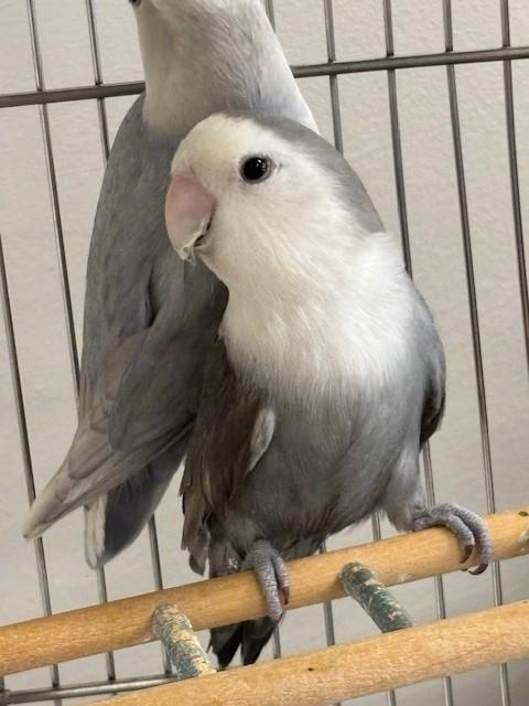 Romeo, Adoptable, Young Unknown Lovebird.