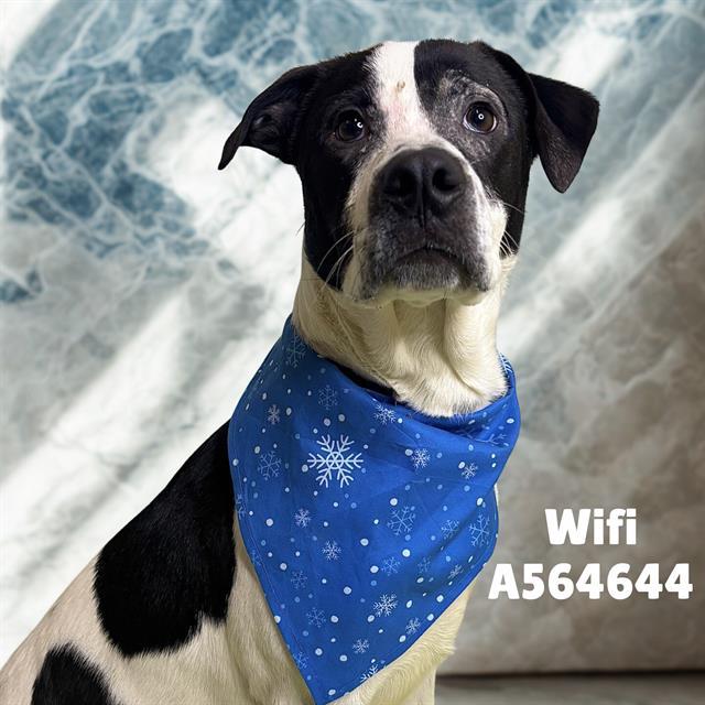 WIFI, Adoptable, Adult Male Labrador Retriever.