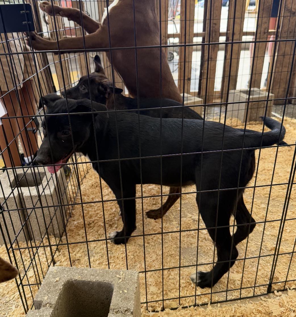 Enlarge Vera, a Adoptable mixed breed in Arlington Heights, IL image 5/6