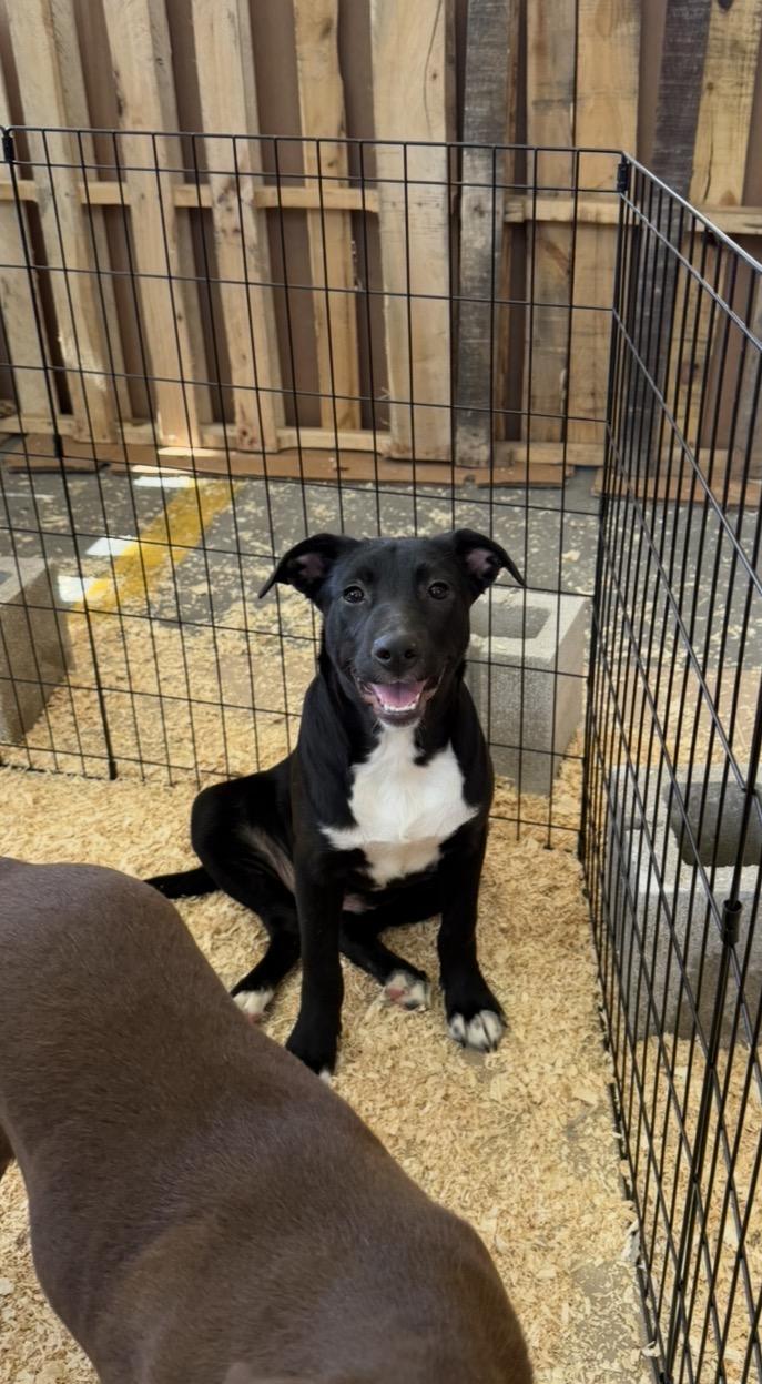 Vera, Adoptable, Puppy Female Labrador Retriever.
