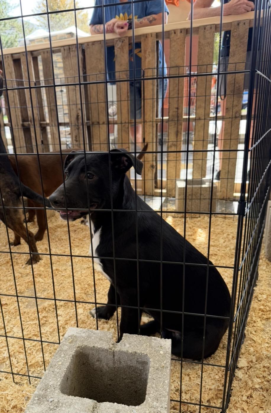 Enlarge Vera, a Adoptable mixed breed in Arlington Heights, IL image 4/6