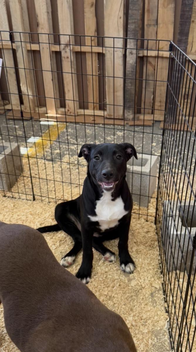 Enlarge Vera, a Adoptable mixed breed in Arlington Heights, IL image 3/6