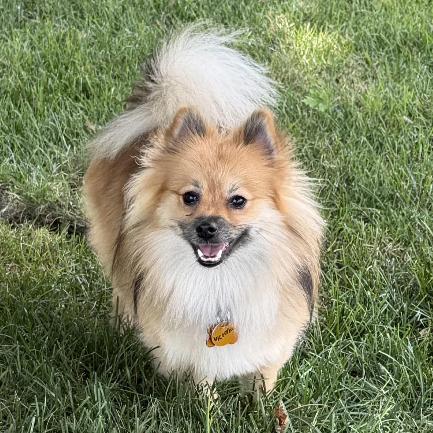 Enlarge Victoria, an adopted Pomeranian in Normal, IL image 4/6