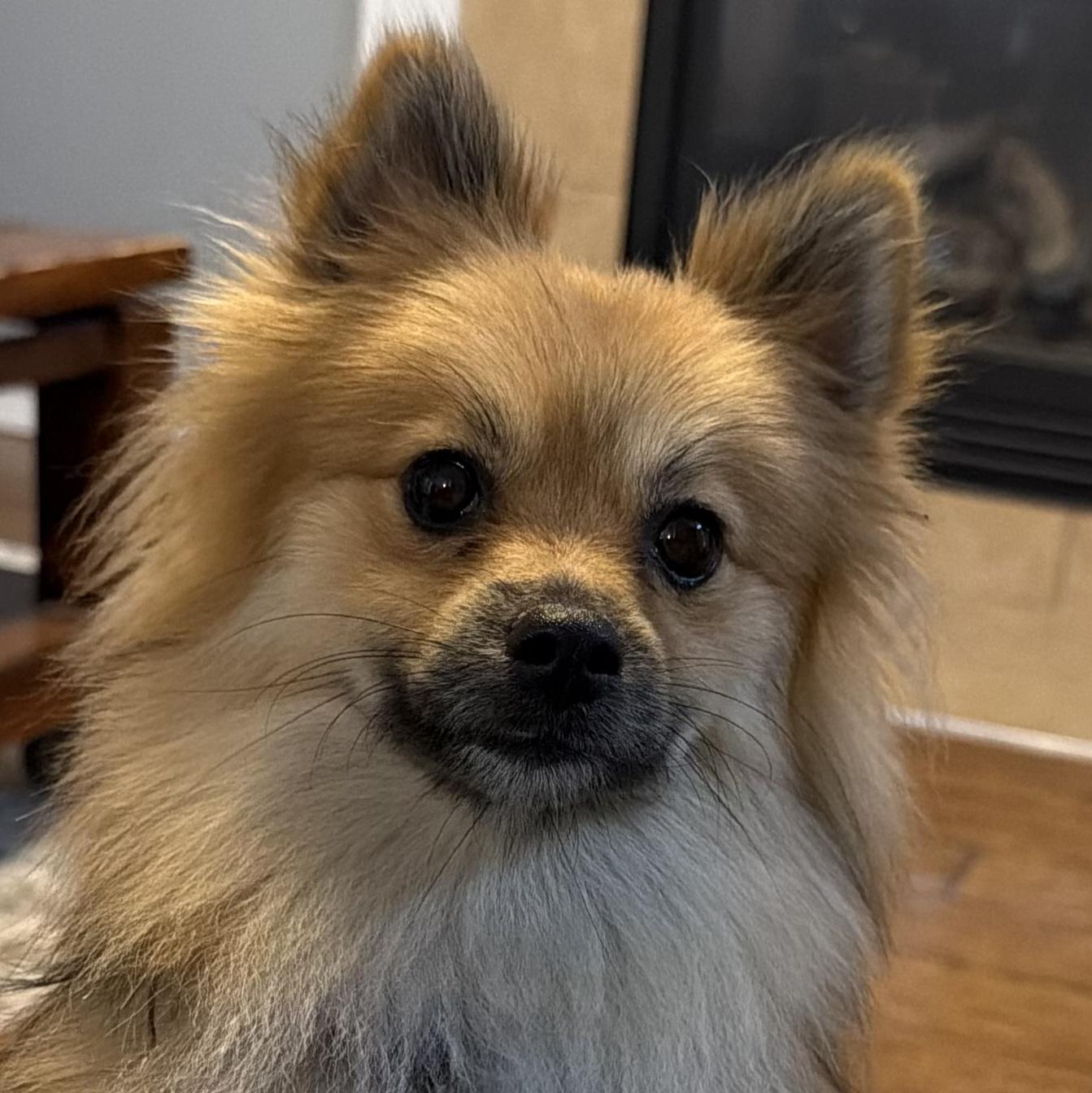 Enlarge Victoria, an adopted Pomeranian in Normal, IL image 5/6