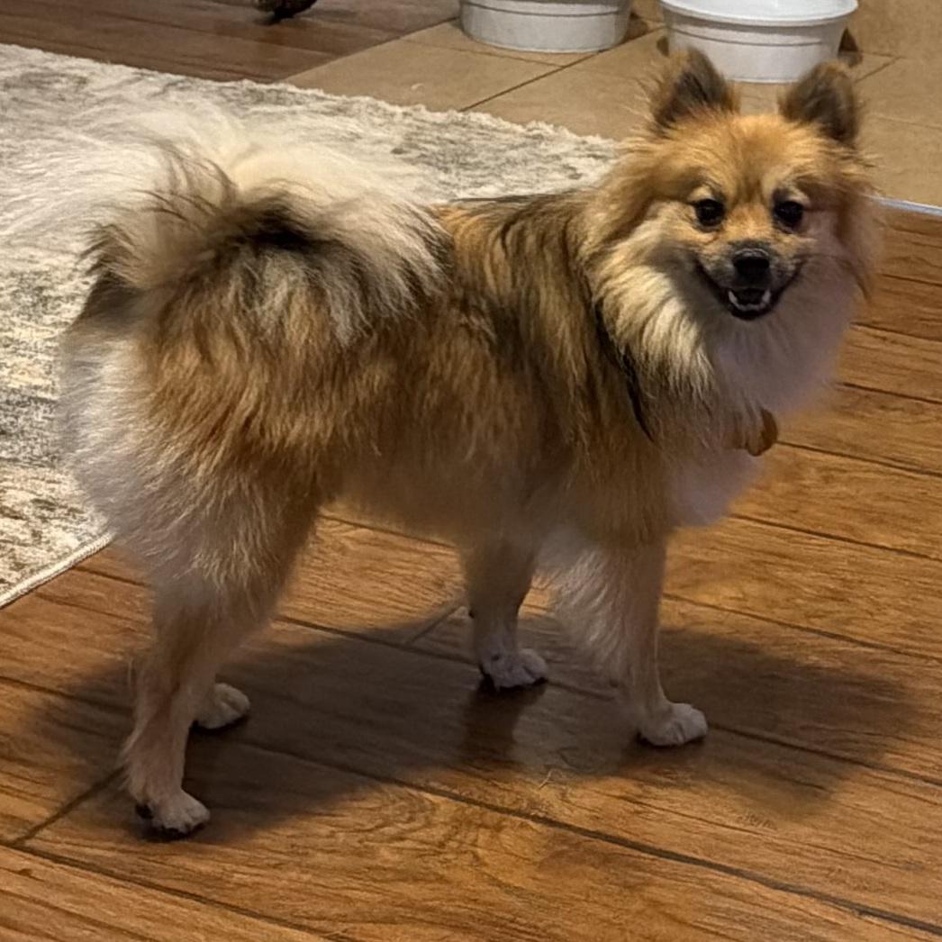 Enlarge Victoria, an adopted Pomeranian in Normal, IL image 6/6