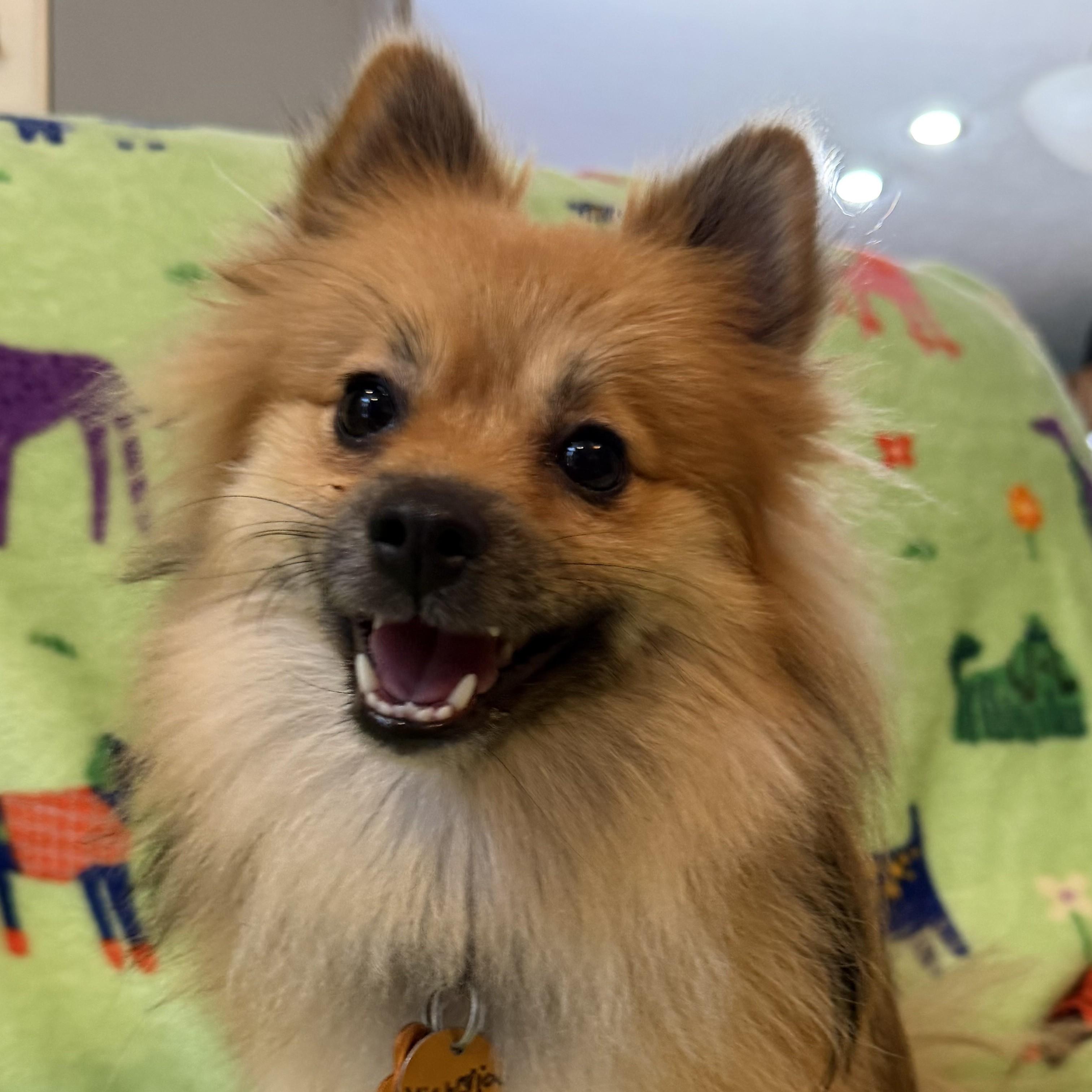 Victoria, adopted, Young Female Pomeranian.