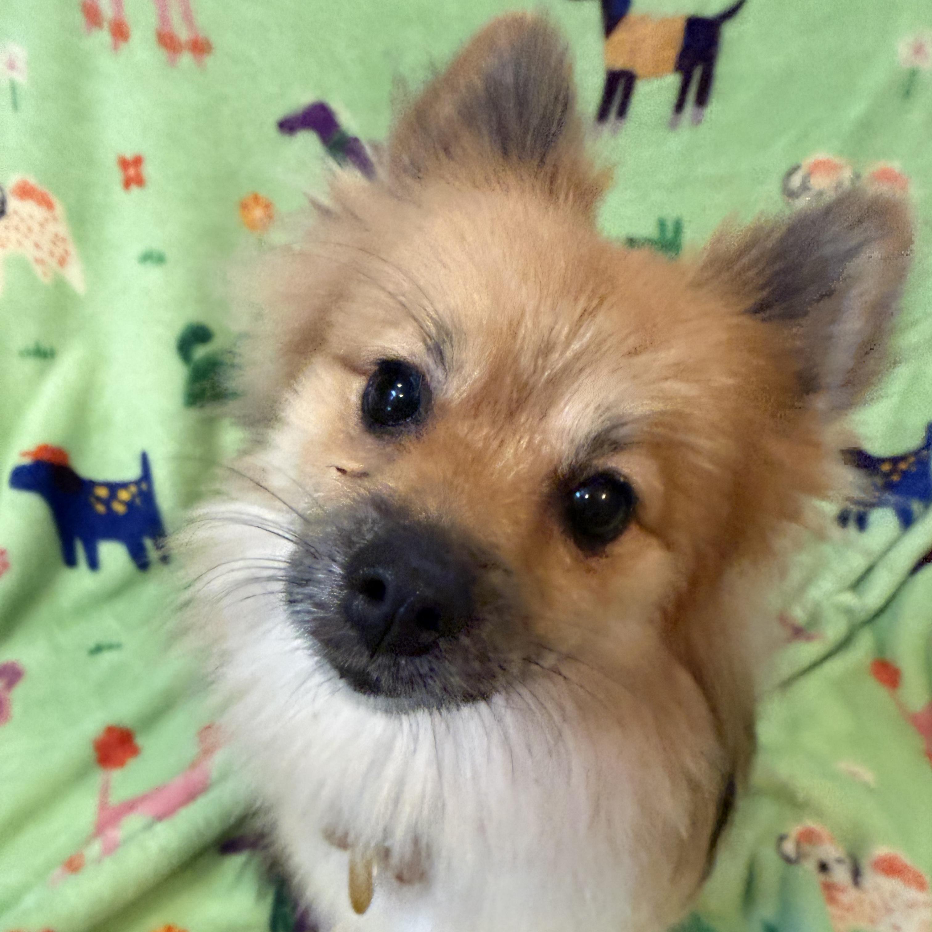 Enlarge Victoria, an adopted Pomeranian in Normal, IL image 3/6
