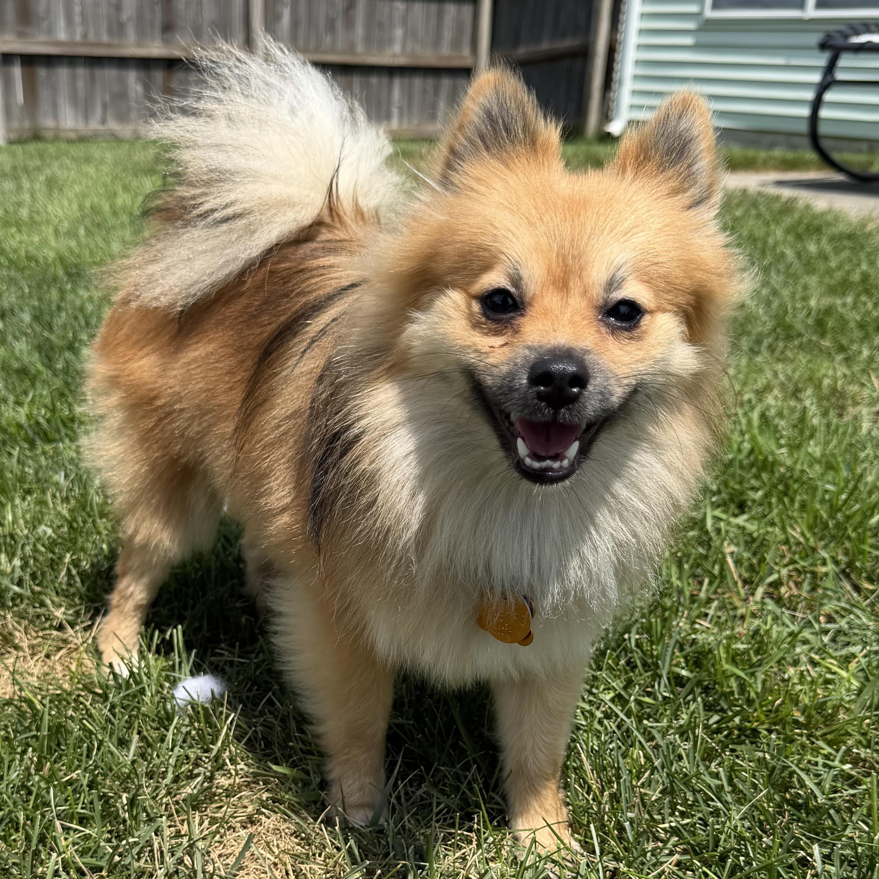 Enlarge Victoria, an adopted Pomeranian in Normal, IL image 2/6
